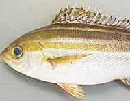 施術